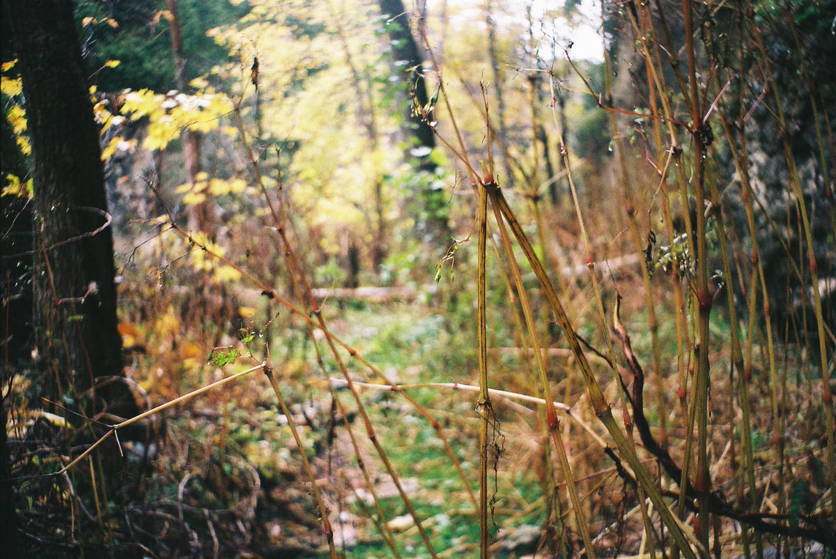 RusselLarson's tweet photo. @tedforbes #AOPBG // Shot on Exakta Varex VX fuji proplus color 200 F3.5 1/25s http://t.co/fPlxx9Gzt3