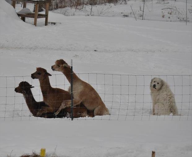 “<a href="/Thateverydayguy/">karan v</a>: Some days are good, and some days you just feel like the only dog at a lama orgy. ” @gffdvs