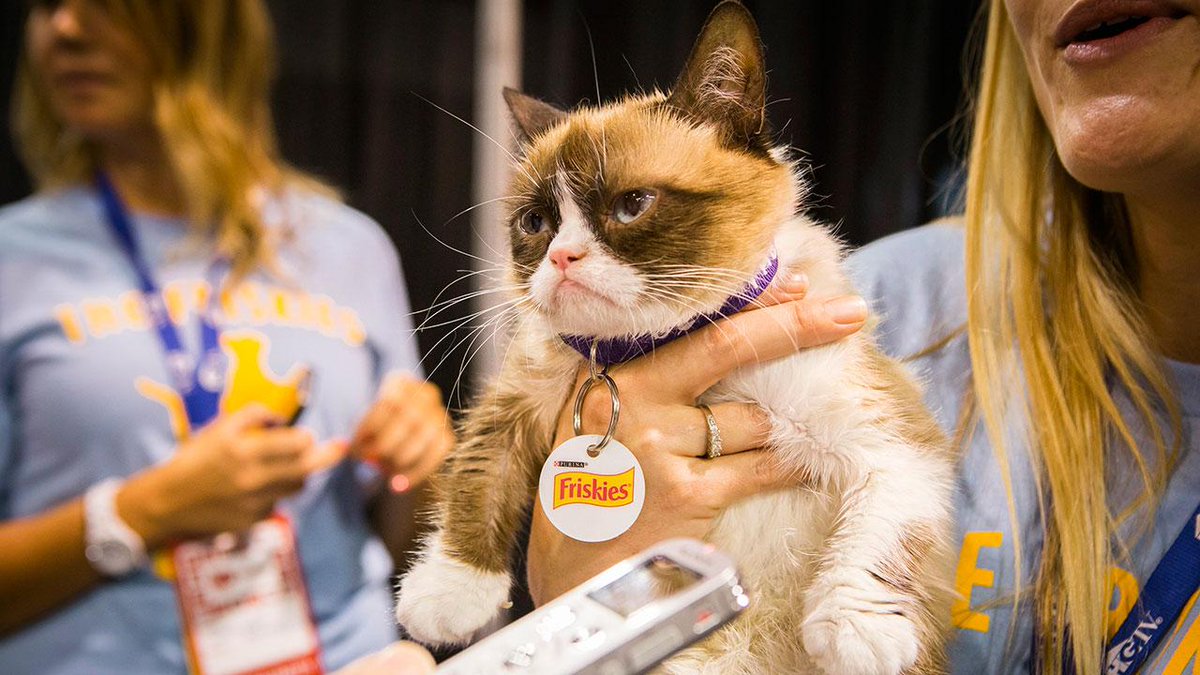 Sportsnet's tweet photo. Grumpy Cat made more money last year than 26 NHL teams. #TheMoreYouKnow http://t.co/LYObrcDSjW http://t.co/VtZM5h9aYD