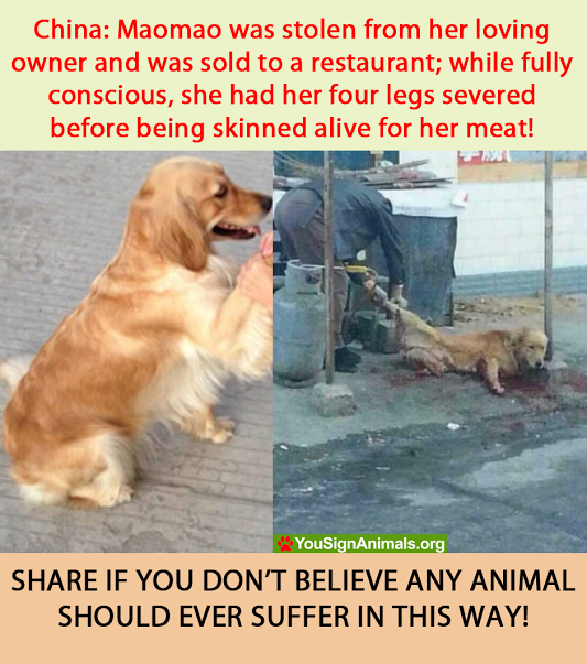 DebWaterBearer's tweet image. @Barbi_Twins Justice for Maomao! Legs cut off and skinned ALIVE
Petition yousignanimals.org/redirect.php?t…