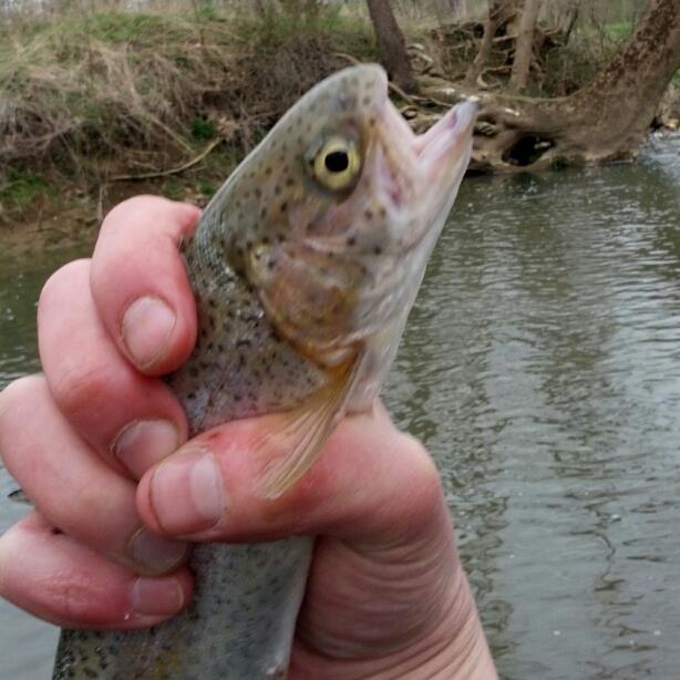 __IrishDoc__'s tweet photo. @Real_FFC @FieldandStream RT #PARainbowOnTheFly #ERDOC #FlyFishingSuperStar http://t.co/Bj6lEvcF9W