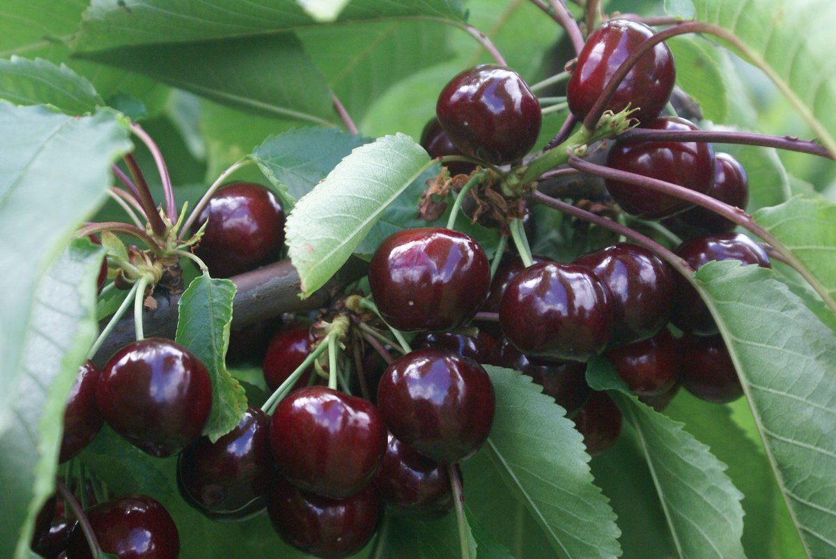 BrandTasmania's tweet photo. It's cherry season in #Tasmania.

Photo by Lucaston Park Orchards. http://t.co/w9mgzht8cF