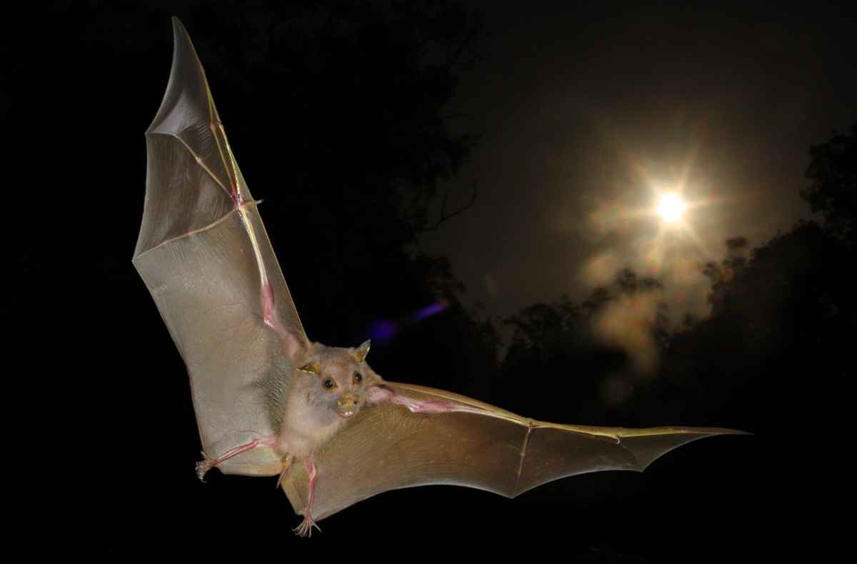 PopSci's tweet photo. Fruit bats echolocate like other bats -- they just do it using their wings, not their lungs http://t.co/urV8tx4BZy http://t.co/xuakf7tvpr
