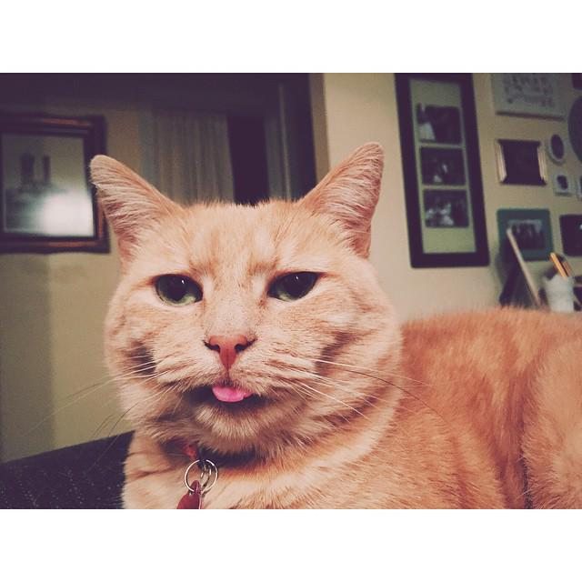 JamesItToMe's tweet photo. Wow, my pussy is rude! Put that tongue away! #pussy #rude #cats #CatsOfTwitter #meow http://t.co/TnRARKf9xy