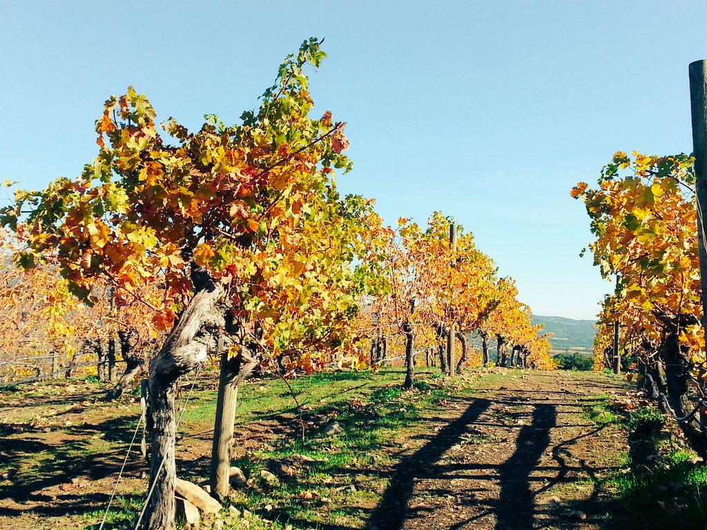 SonomaChat's tweet photo. Love where you live.
#Wine Country
#SonomaChat #winelover @InsideSonoma @SonomaGrapes @WineWankers http://t.co/5TQUdFJ0EE