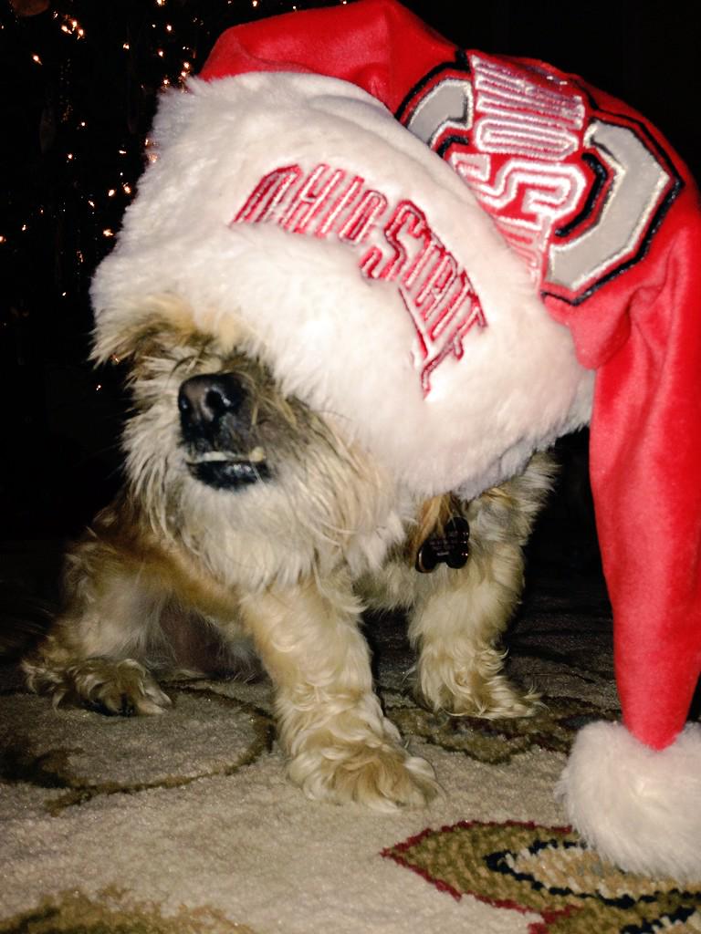 shannontorrence's tweet photo. When I attempt to take cute dog Christmas photos #zerocooperation ๐
๐๐๐ http://t.co/4C7W6gDgxW