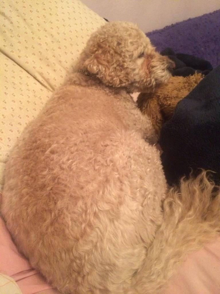 OutrunningCF's tweet image. Everybody meet Maxx. Two xs because he's extra fat! #bulkingbuddy #puppy