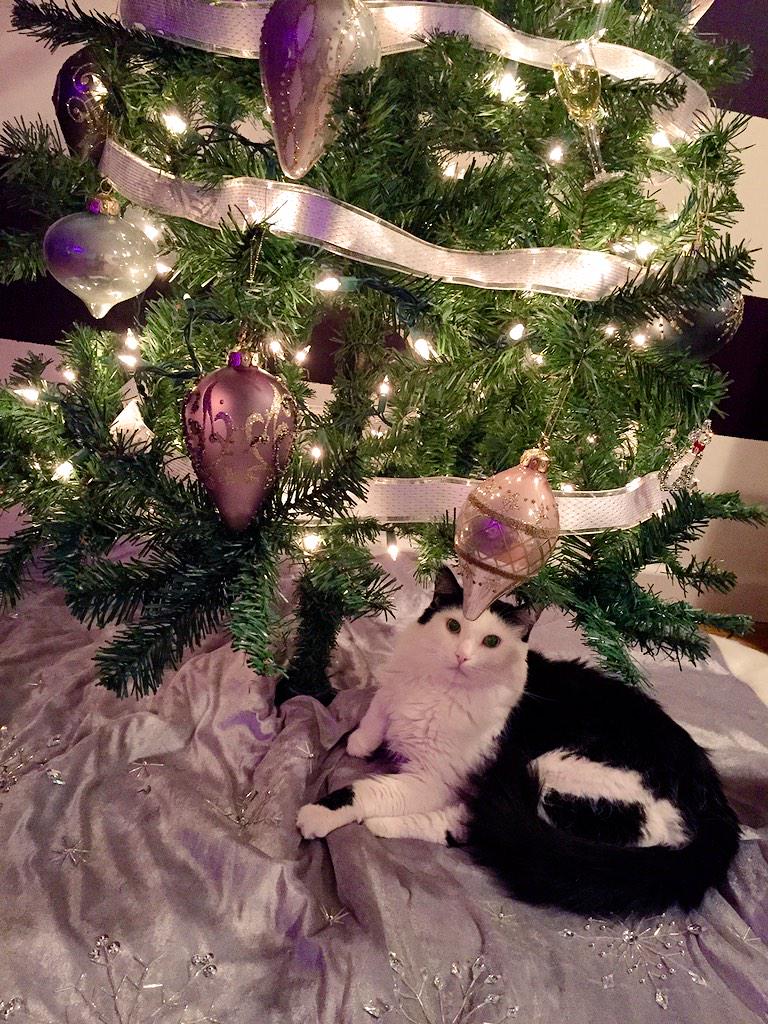 RecoletaTheCat's tweet photo. I'm the only decoration this Christmas tree needs. http://t.co/NlaKLGpa5x
