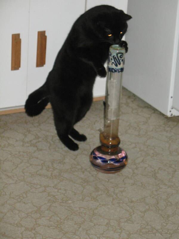 bongcentral tweet picture