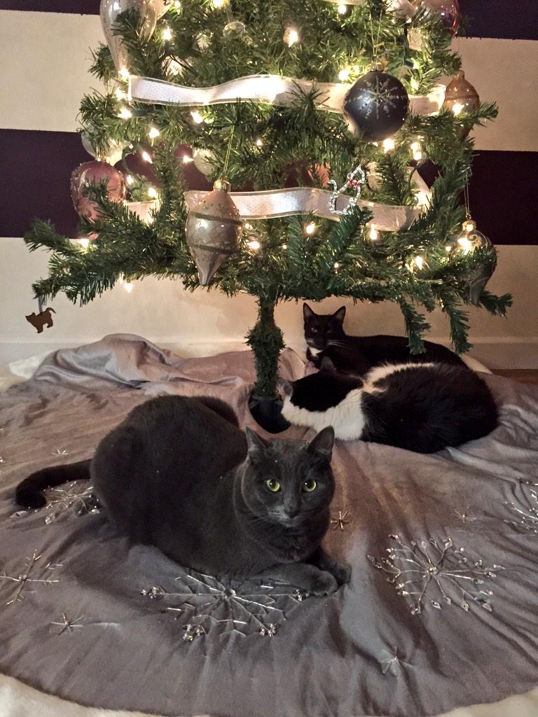 RecoletaTheCat's tweet photo. Correction, we're the only 3 decorations this Christmas tree needs. #cats #rescuecats #catsoftwitter http://t.co/dM4dieVvGj
