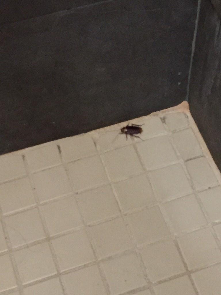 dgiannetto02's tweet photo. C1 has been invaded #truelife #cockroachesliveinourshowers #wagnerproblems http://t.co/rnZVGvo4MN