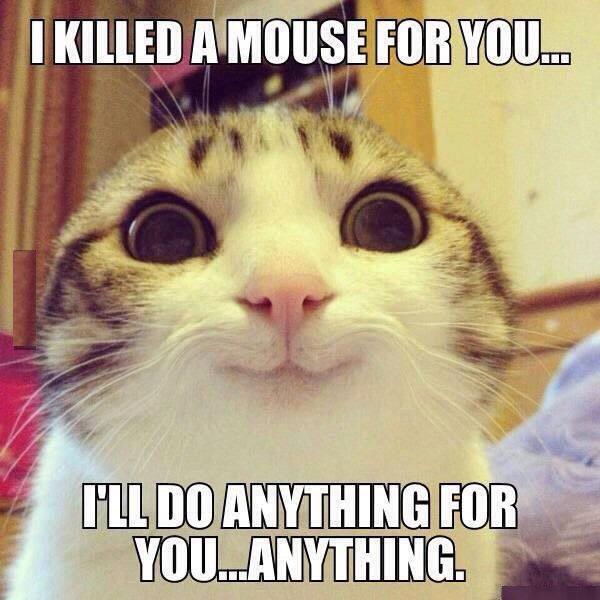 MeowFacts's tweet photo. http://t.co/R63Mf7iTMv