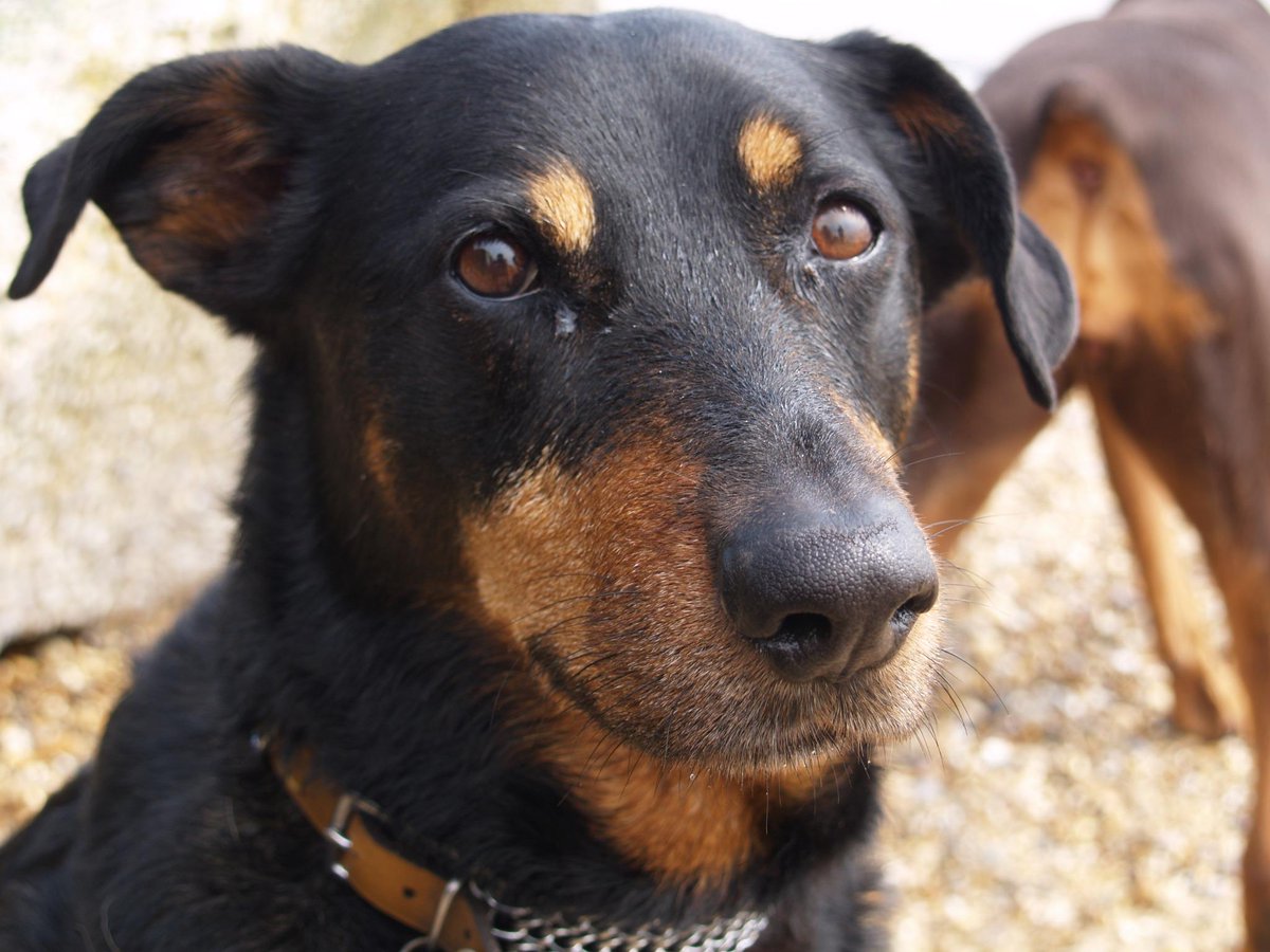 CavendishSE16's tweet photo. Happy Birthday to Lucy, sweet sixteen today #therapydogs #lovelydog #stillhardatwork #rescuedogs @BDCH http://t.co/HEkqRtm9w4