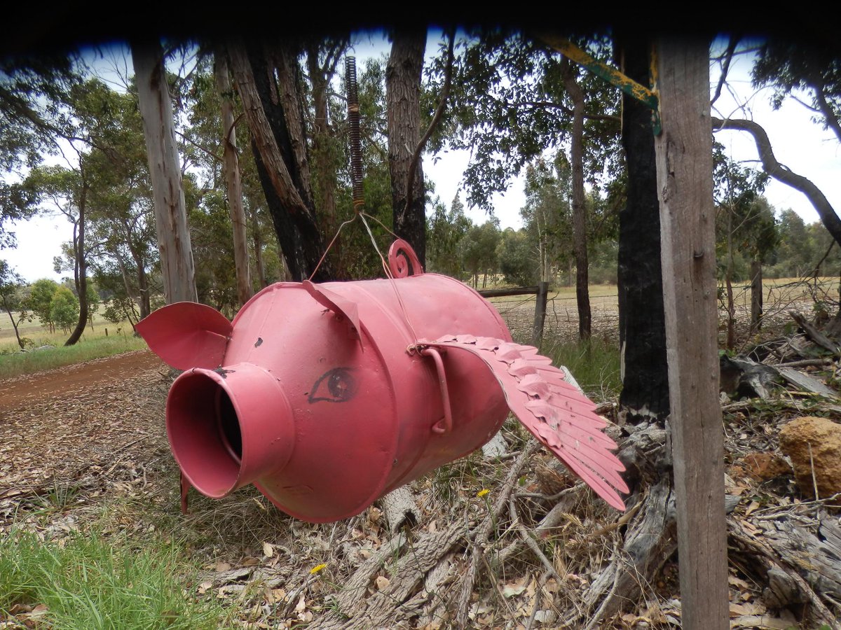 RachaelWedd's tweet image. See, #pigsdofly!