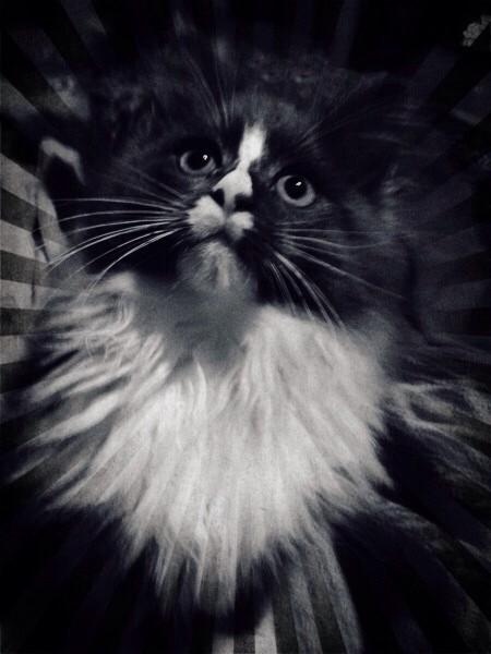 PinaFerreiro's tweet photo. ⭐️🐾⭐️ http://t.co/ZkrrpF3xTq