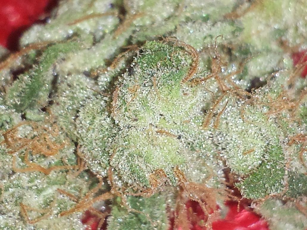 jmsXXV's tweet photo. Just picked up a fresh batch of KRITICAL HULK OG from the big homie @french_boii http://t.co/7HtLPFwQPM