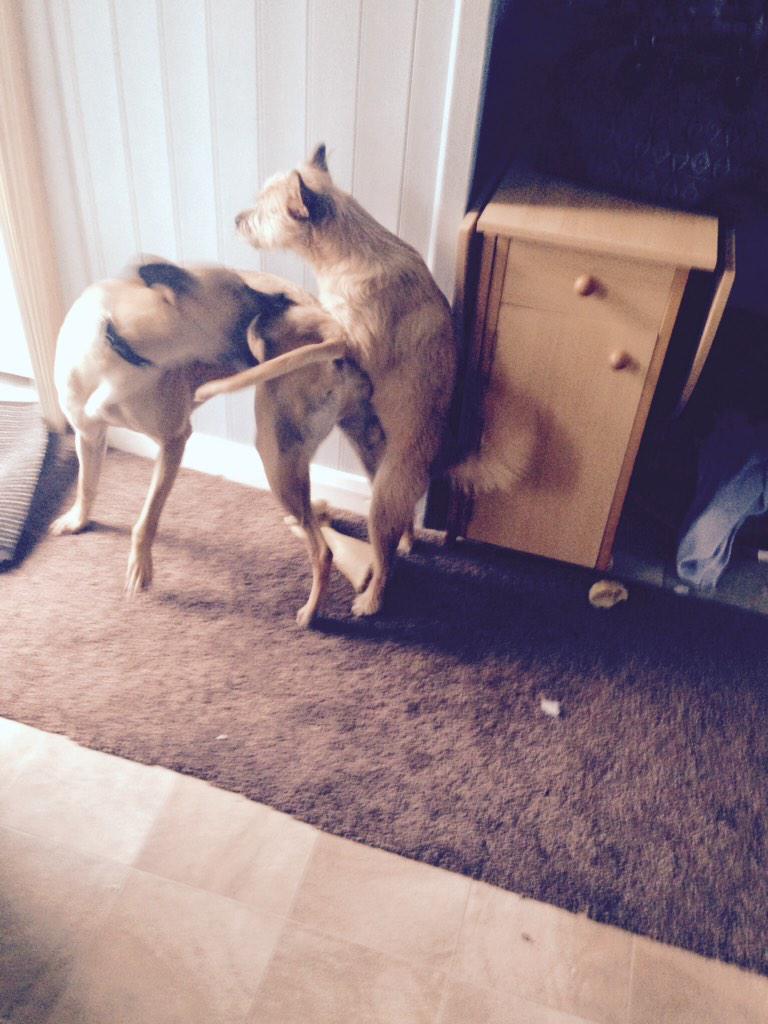 micha260488's tweet photo. My dog has turned to the dark side #Gaydogging http://t.co/JcI7FPe7cv