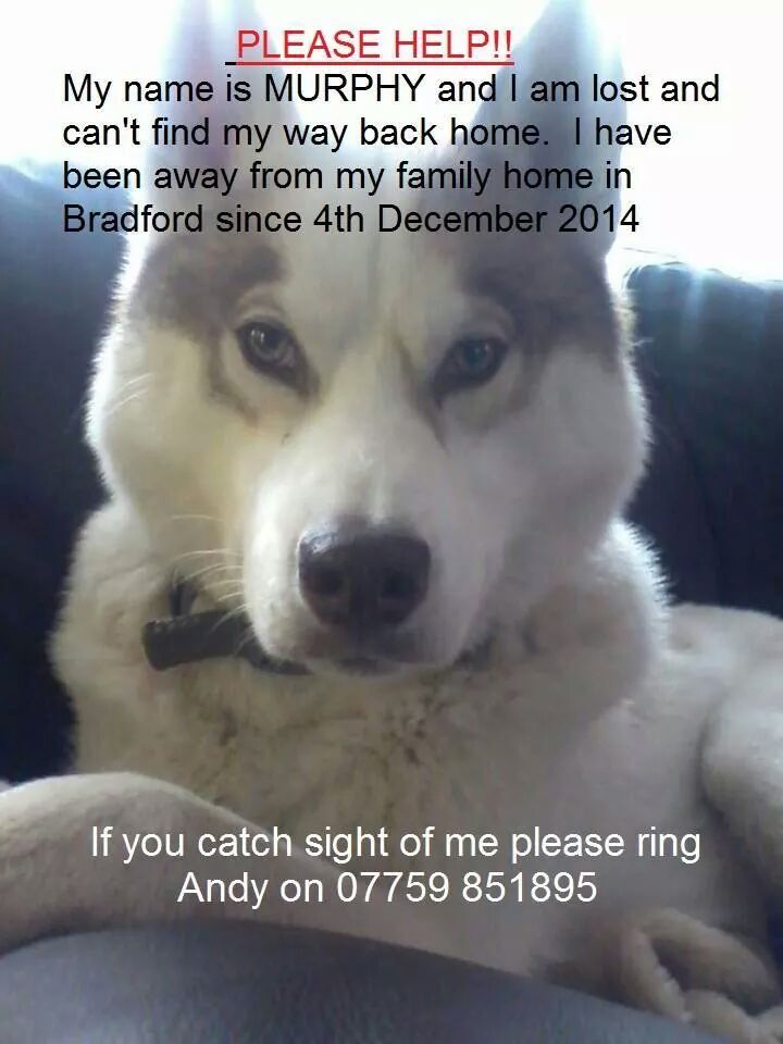 NailzByLinz's tweet photo. @PaulOGradyShow please can you help #GetMurphyHome deeply missed by his family after was stolen. #TweetFarAndWide http://t.co/nHxPvdxoyE