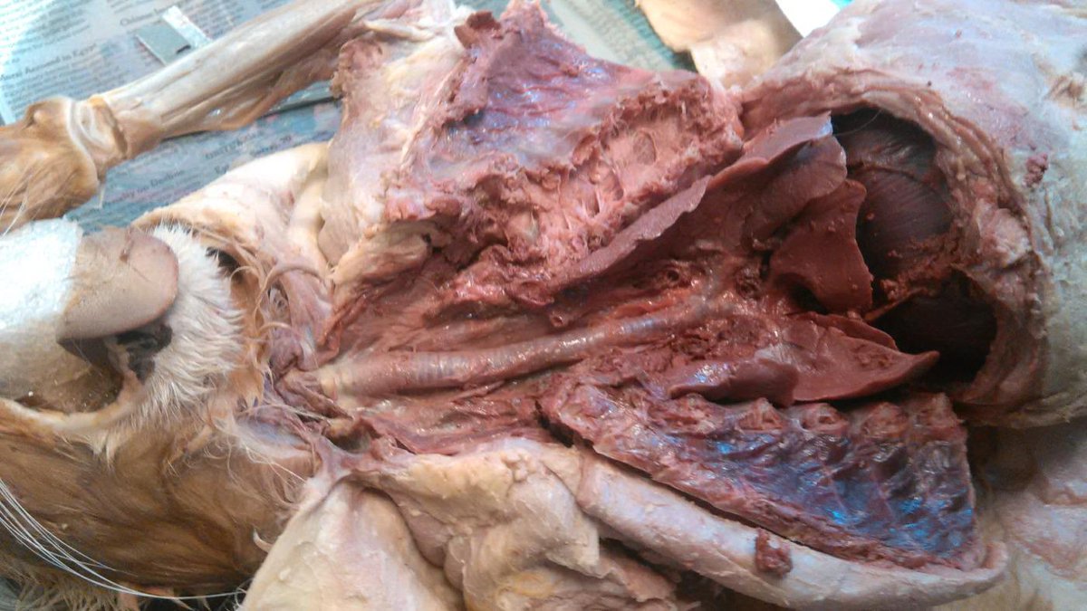 morganlp89's tweet photo. @BCSci cat dissection http://t.co/GDN7GXzNFJ