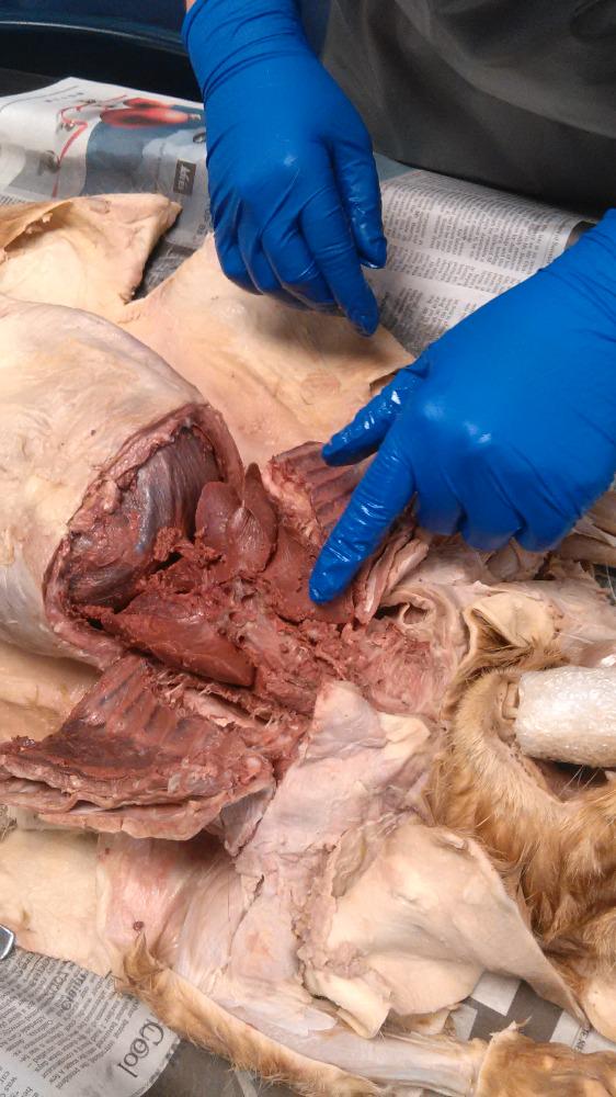 morganlp89's tweet photo. @BCSci cat dissection http://t.co/WD5S0d69Tc
