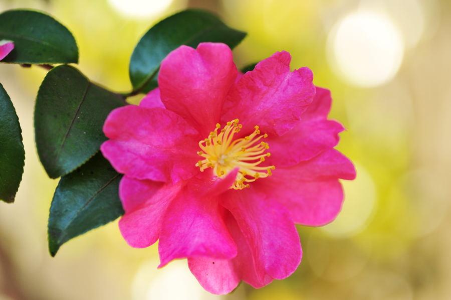 ニコじい サザンカとカリン 一関浦しま公園にて 冬画像貼ってこ Http T Co 04cve8ykqh Twitter