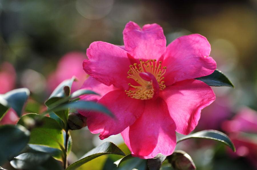 ニコじい サザンカとカリン 一関浦しま公園にて 冬画像貼ってこ Http T Co 04cve8ykqh Twitter