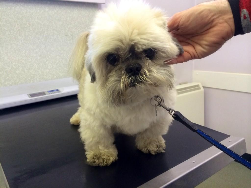 marcthevet's tweet image. Meet 13 year old Billy abandoned at just 2 years old. Please consider rescue when choosing a pet :) #adopt #rescue