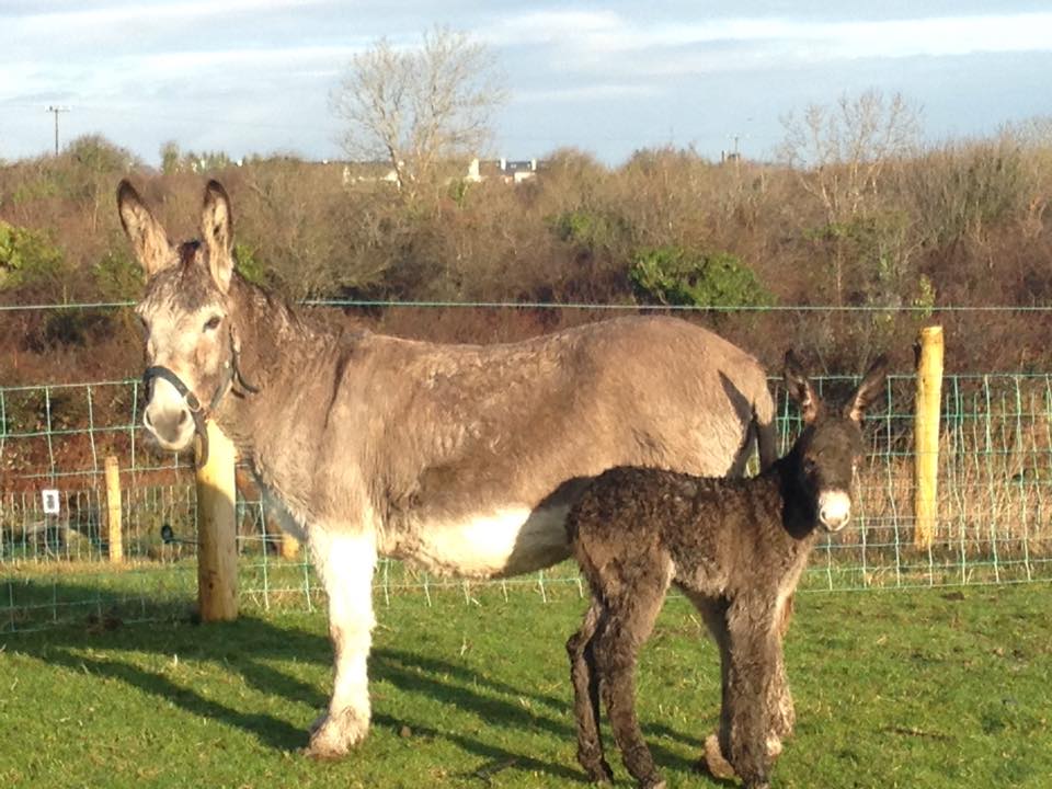 BurrenSanctuary's tweet image. Welcome our new resident baby Nollaig arrived this am @irelandswaw @wildatlanticway @BurrenGeopark @DiscoverGalway