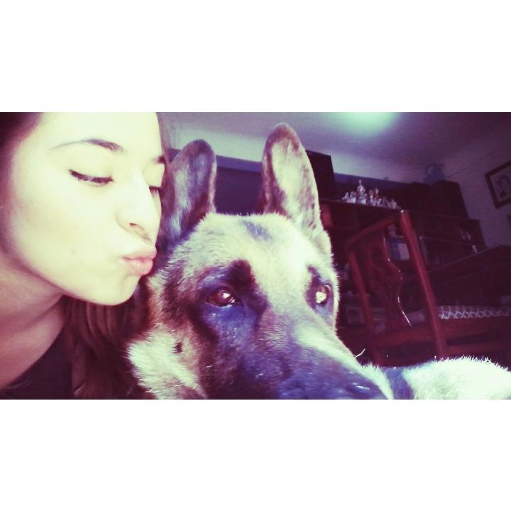 IliiMor's tweet photo. I miss my bae! #dogs #germanshepherds #nostalgia #dream http://t.co/NYjMpUSrp6