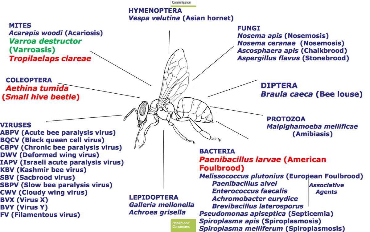 OspreyBeekeeper's tweet photo. “@TerryDaynard: Nice diagram of bee pests/diseases. h/t @AEGRW. http://t.co/HZrsZkhqnr” #multifactors #beeAg