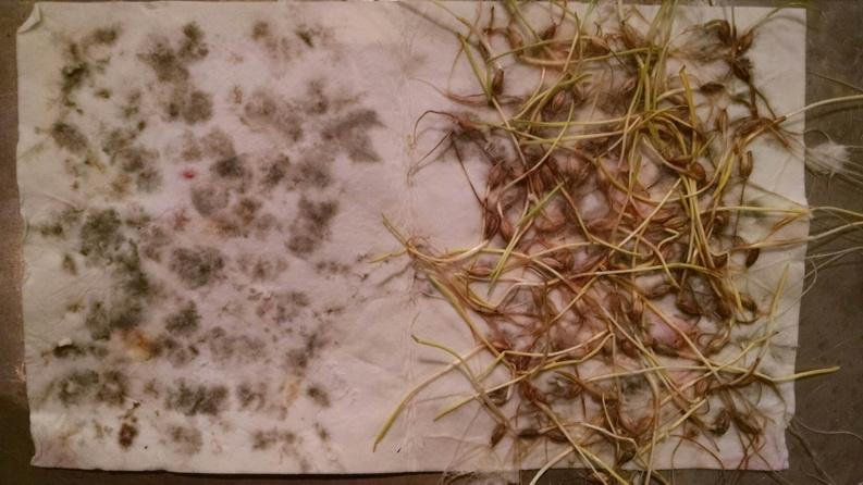 Sarah2020labs's tweet image. @2020SeedLabs Barley Root Rot a robbing disease if unidentified in a germ test.  Get the facts. #fungalscreen&amp;amp;treat.