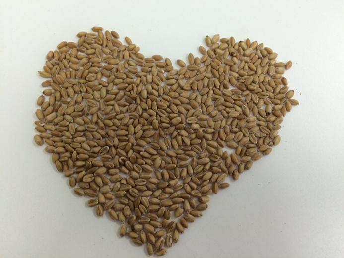 2020SeedLabs's tweet photo. “@Sarah2020labs: Perfect RT for Valentines Day! "love your wheat?" Go to a pro for a complete diagnosis. #chitted http://t.co/8lw4UTznQt”