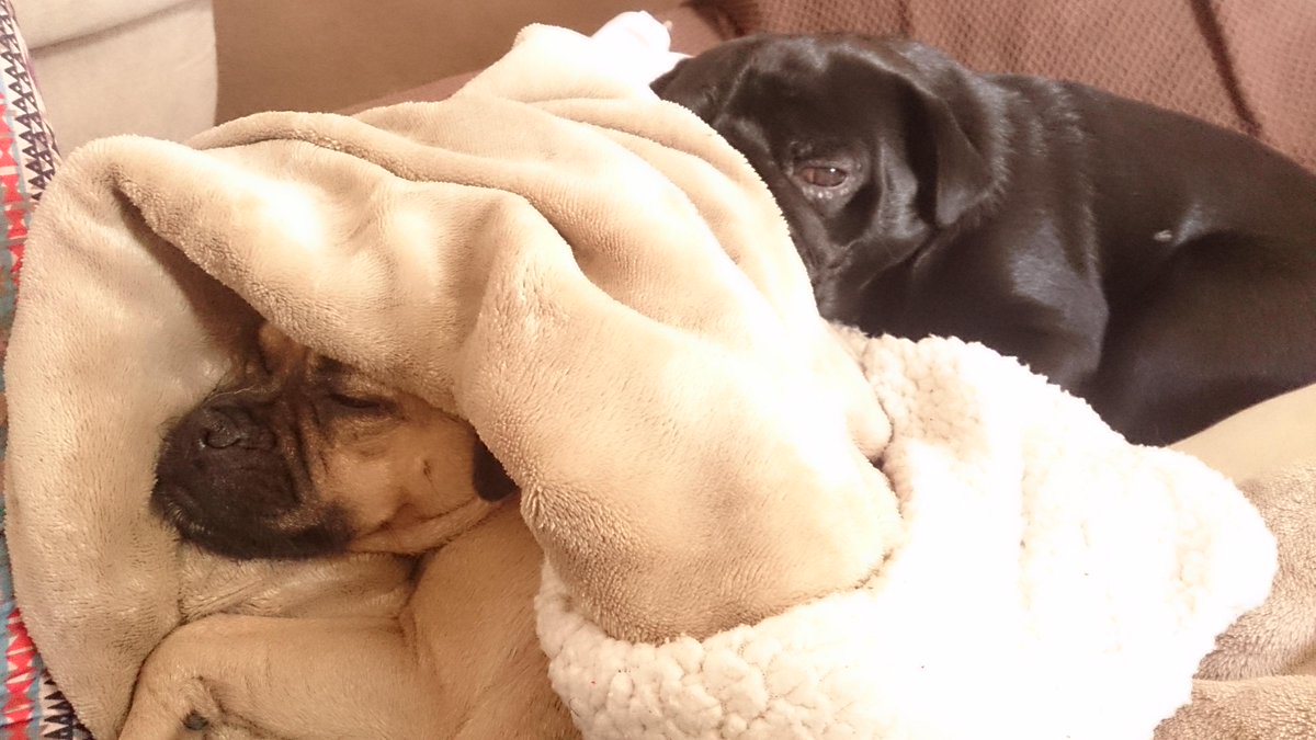 LouieThePug's tweet photo. Naps with my little sister @Dollythechug #love http://t.co/90ljPXejmQ