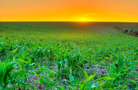 Transgénicos: Quién Controla las Semillas, ¿Controlará el Mundo? bit.ly/1qWOUfR #BroteBrote