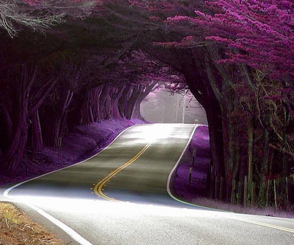 sundayfundayz's tweet photo. Tree Tunnel, Azerbaijan http://t.co/uY5JuKDdsr