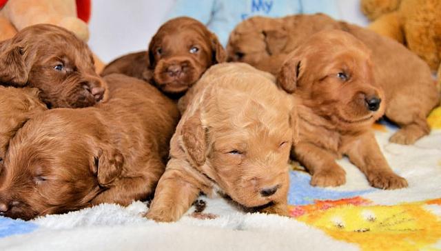 stray_and_ruby's tweet image. But, at the end of Jan, one of these wee chaps is joining us. Hopefully he&apos;ll grow up to be my medic alert doc.
