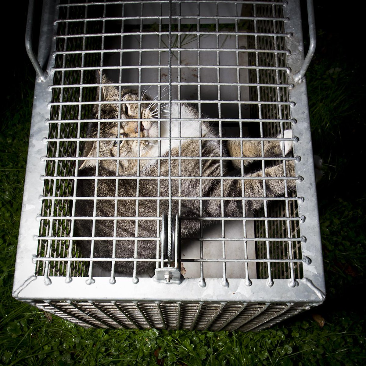 DBbrabantzo's tweet photo. Ook in #Eersel wordt nu de TNR-methode voor verwilderde zwerfkatten toegepast: http://t.co/N92ySFngqi Foto @EvHorrik http://t.co/2LQUd2lMjS