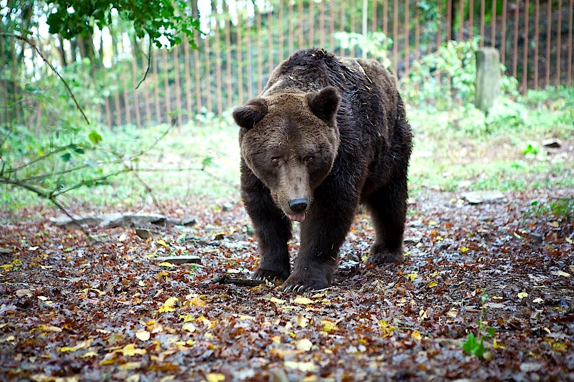 Progetto #IOSTOCONBRUNO l'orso di Cavriglia - Aggiornamento del 6 Dic. su fb: facebook.com/15328021102663…
