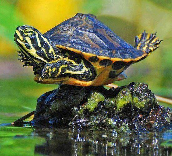 _Paisajes_'s tweet photo. ¡Creo que puedo volar! http://t.co/4B2okRDEfu