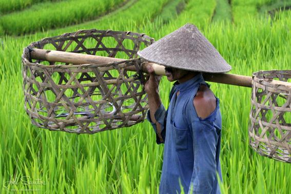 ToursLine's tweet image. Jatiluwih Tour - Green corner in Bali.
tours-line.com/#!jatiluwih-to…