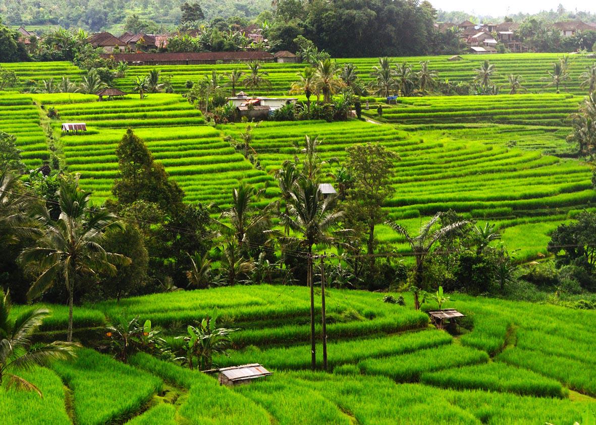 ToursLine's tweet image. Jatiluwih Tour - Green corner in Bali.
tours-line.com/#!jatiluwih-to…