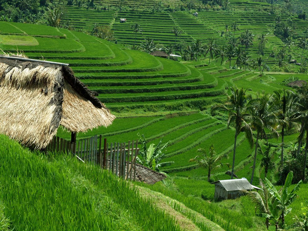 ToursLine's tweet image. Jatiluwih Tour - Green corner in Bali.
tours-line.com/#!jatiluwih-to…