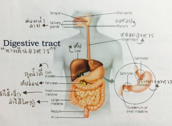 igenbio's tweet photo. Digestive tract http://t.co/gsLhmg0UHp