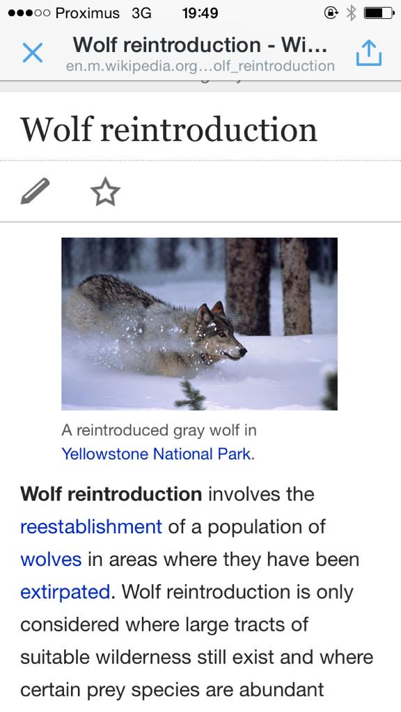 About wild reintroduction #habitatconservation #wildlife #survivalofspecies with @Ryan_2ka en.m.wikipedia.org/wiki/Wolf_rein…