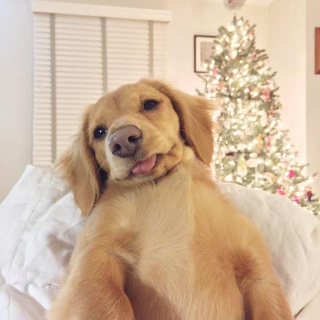 BuzzFeed's tweet photo. holiday selfie
http://t.co/DsANEqs0LH http://t.co/RiwrHvK1Ld