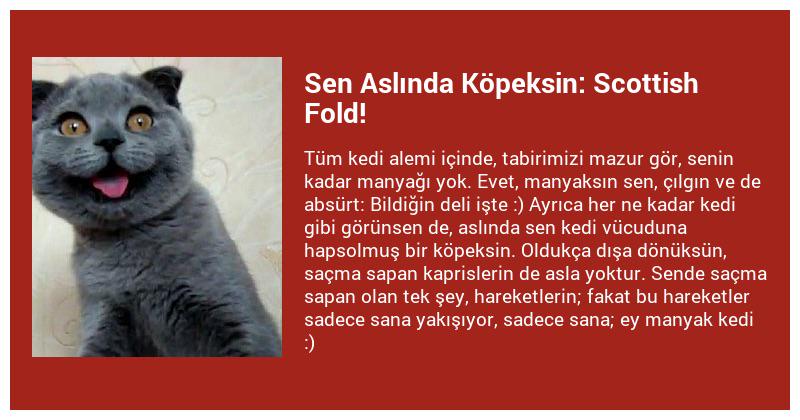 Hangi Köpeksin
