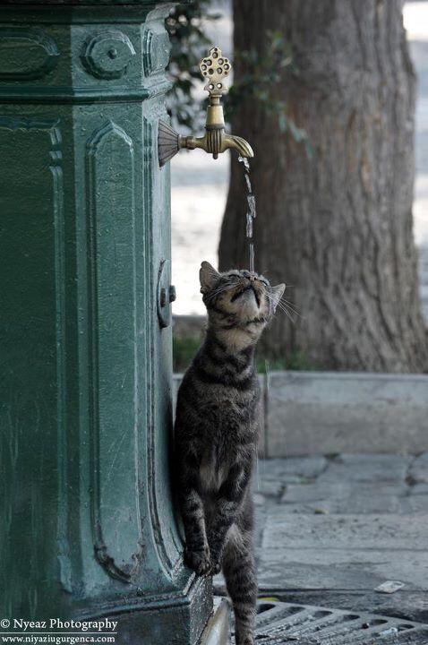 The Cult Cat (@elverojaguar) on Twitter photo 