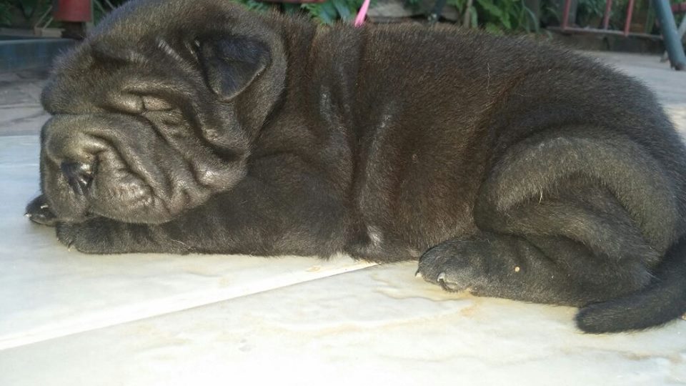 denisflo's tweet photo. unico sharpei machito, desparacitado y con su primera vacuna, contacto y fotos W 0986700875 favor RT @natydance21 http://t.co/PQ0eI7Ia2I