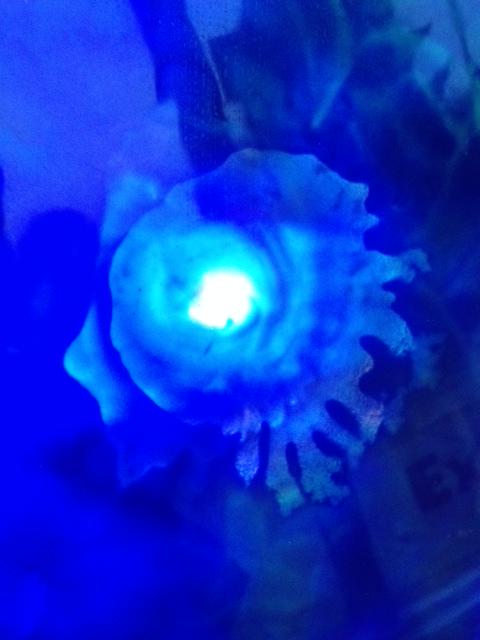 NudeTinCan's tweet image. JELLY FISH has arrived from @ArtLumina  Plus a wee close up. Current art exhibition m-sieve.com #stalbans