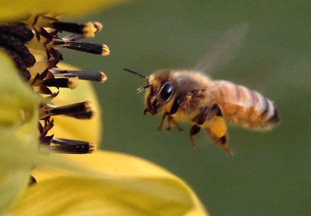 INUAG's tweet photo. #Privacy fences around #Michigan #beehives proposed by #DepartmentofAgriculture http://t.co/o4OX7Qu1it http://t.co/5EkGqN61oR